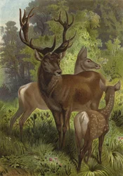 Red Deer